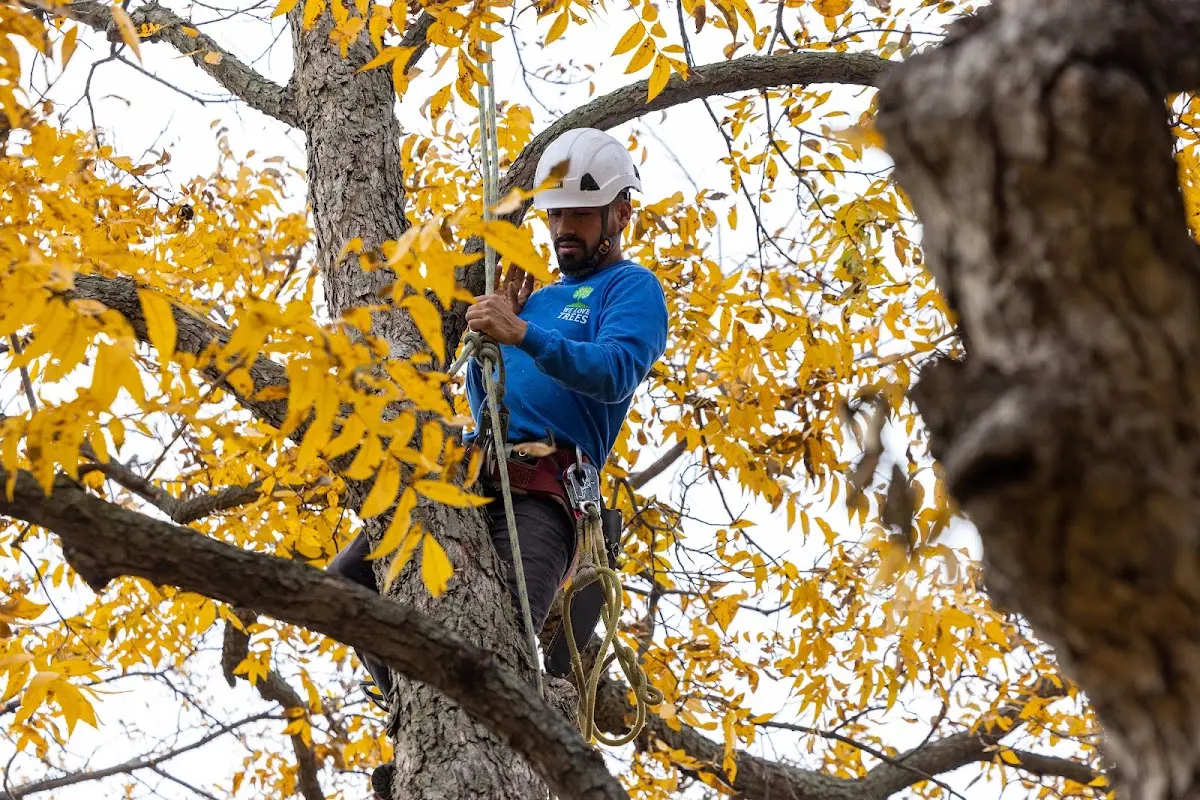 Skilled Tree Transplanting crew working in Brookpark
